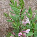 Lonicera thibetica fleur P1B P6